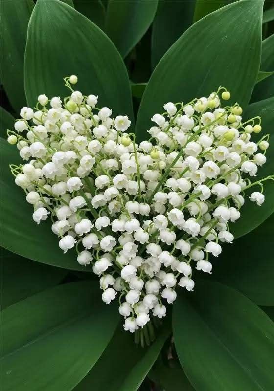 Le 1er Mai : travail, repos et bouquets de bonheur 🌿
