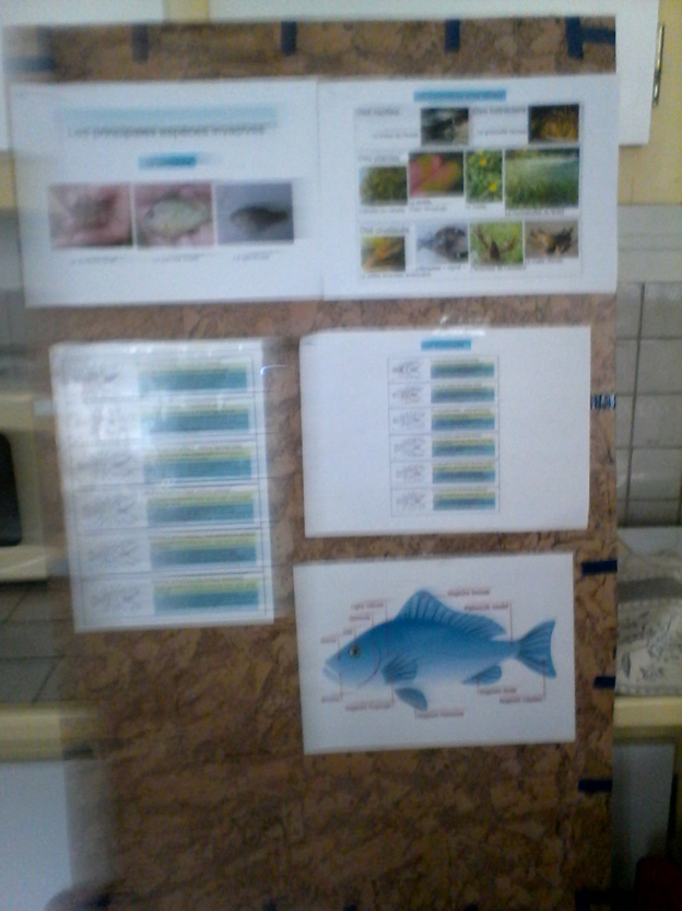 Activité "pêche" : module intérieur du 01 06 2016 Activité "pêche" : module intérieur du 01 06 2016