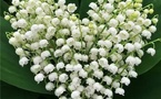 Le 1er Mai : travail, repos et bouquets de bonheur 🌿